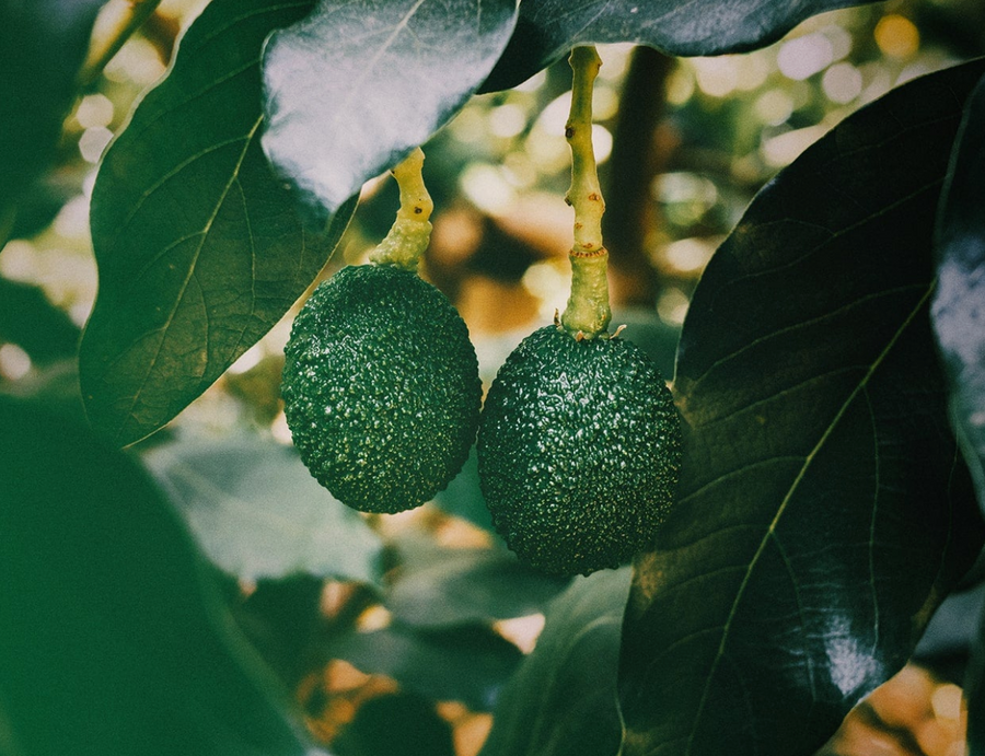 Avocado-Extrakt: Pflege für die Augenpartie